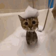 cat bathing gif|cat bathroom meme.